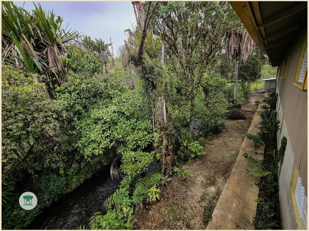 The creek from the balcony