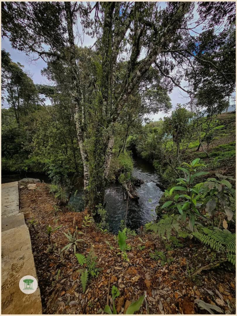 Footpath to the creek